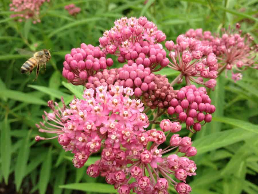 gardening-with-native-plants-k-c-irving-environmental-science-centre