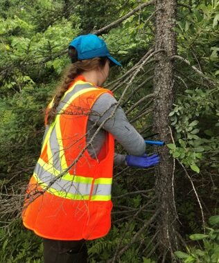 Brianna Bowes coring a tree