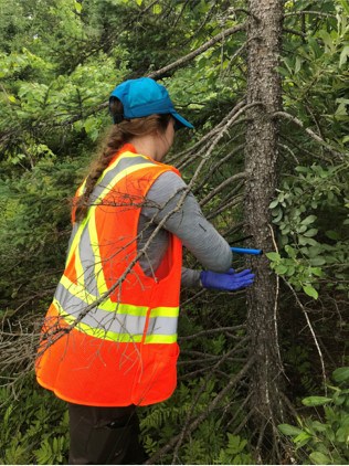 Brianna Bowes coring a tree