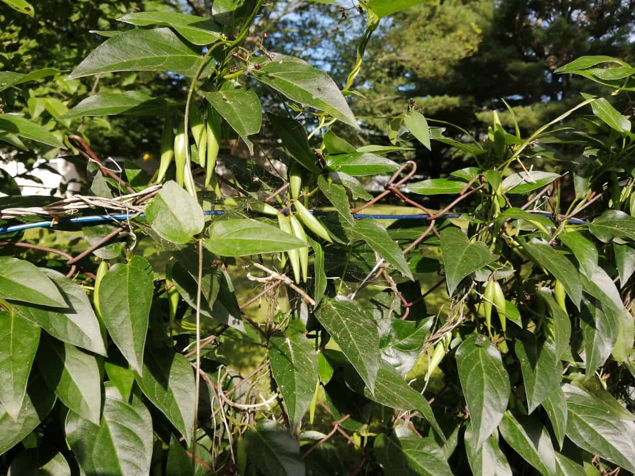 dog strangling vine on trees