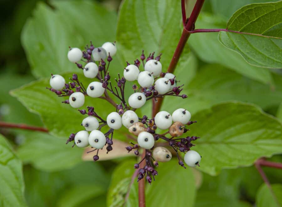 what is dogwood used for