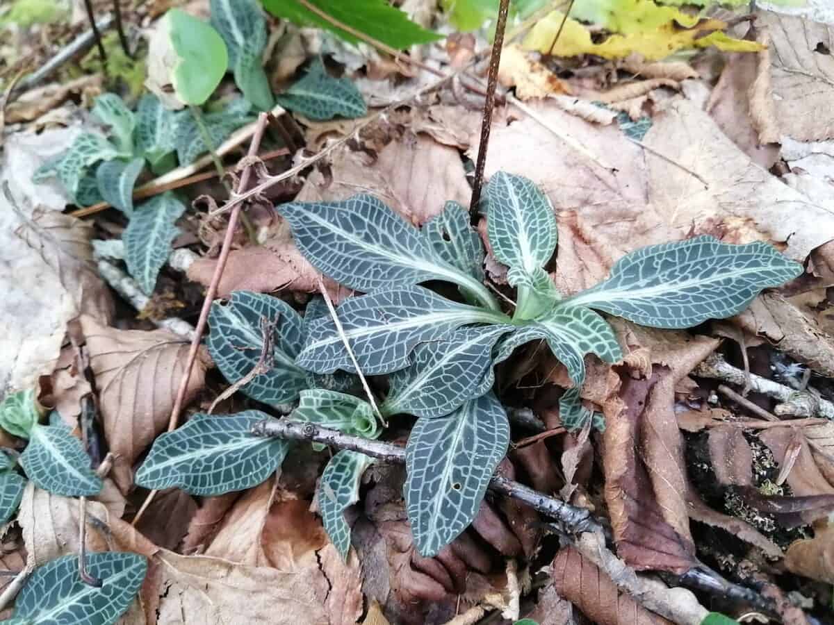 Field Season 2021: The E.C. Smith Herbarium and Acadia Seed Bank’s ...