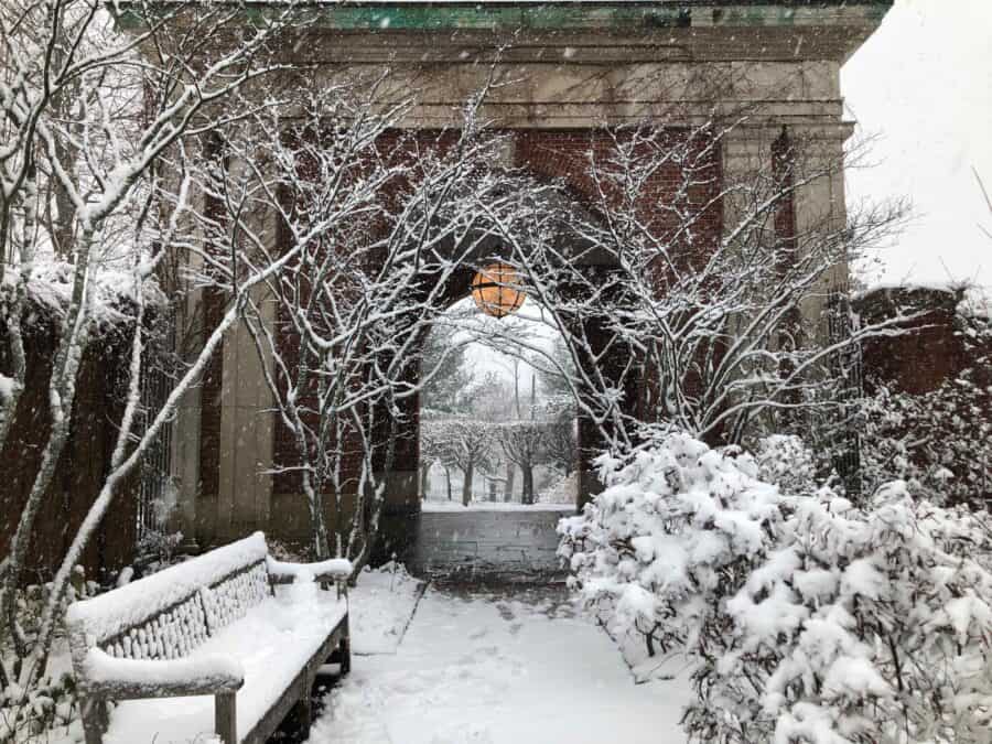 Snowy garden