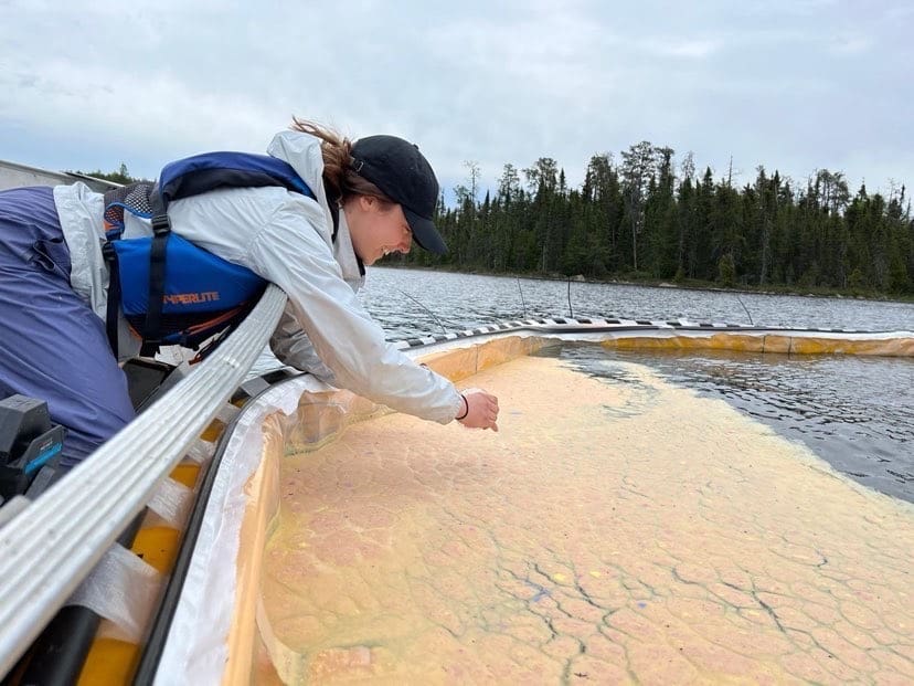 A young woman in a life jacket leans into a lake to sample orange scum on the water surface.